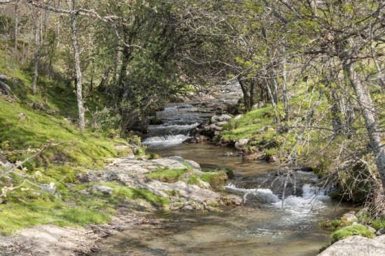 Robledales del Lozoya, en Madrid