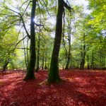 navarra_selva_irati 150x150
