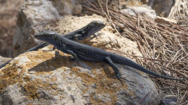 La lagartija negra, especie endémica de la Isla del Aire (Baleares)