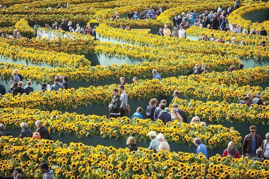 Laberinto de girasoles en el Museo Van Gogh (Ámsterdam)