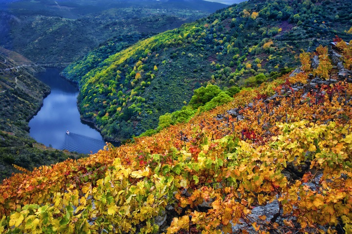 Viñedos en la Ribeira Sacra (Galicia)