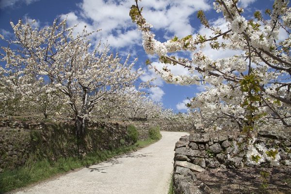 Cerezos en flor en el Valle del Jerte