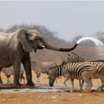 etosha 150x150