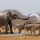 Safari en Etosha