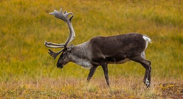 Turismo responsable con animales: 10 consejos para hacerlo