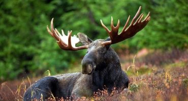 Canadá: encuentro con 10 animales sorprendentes