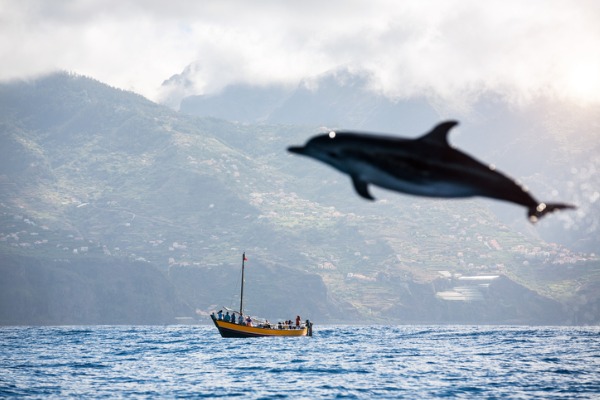 Avistar cetáceos en Madeira