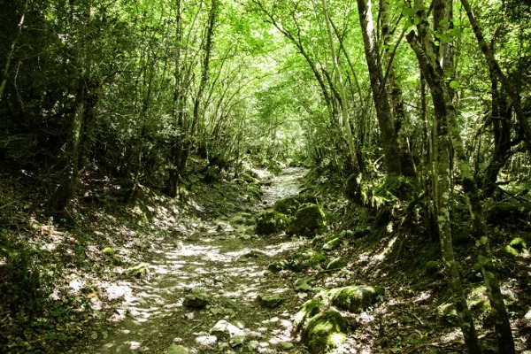 Bosques de Belagua (Navarra)