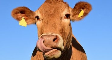 ¡El museo de la “Vaca que ríe”!