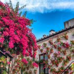 geraniums and bougainvillea inside one of the patioparticipants at picture id1187366136 150x150