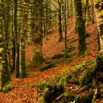 irati forest picture id1074591788 150x150