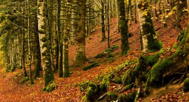 Los 10 bosques más bonitos de Europa