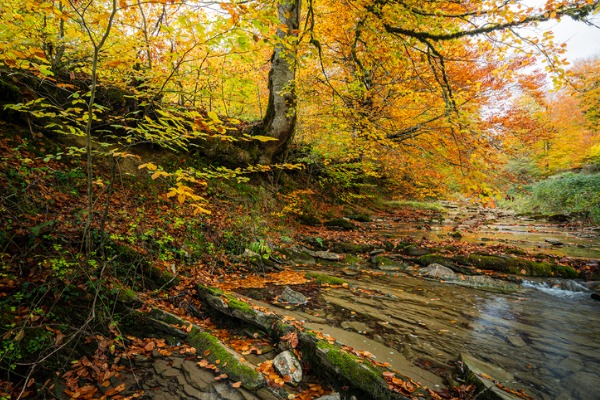 Bosque de Irati