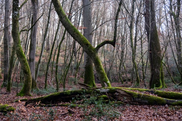 Bosque de Tronçais (Francia)