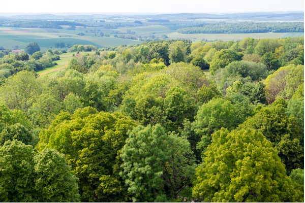 Bosque de Verdún (Francia)