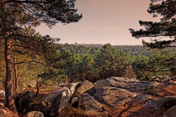 Bosque de Fontainebleau (Francia)
