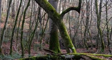 Qué ver y hacer en el bosque de Tronçais (Francia)