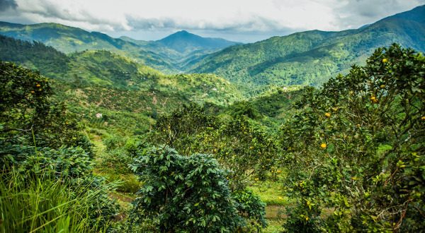 Blue Montains de Jamaica