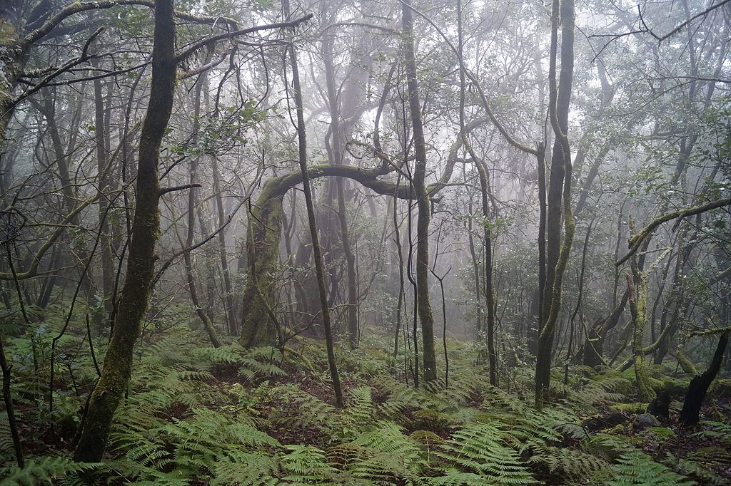 Parque Nacional de Garajonay (La Gomera)