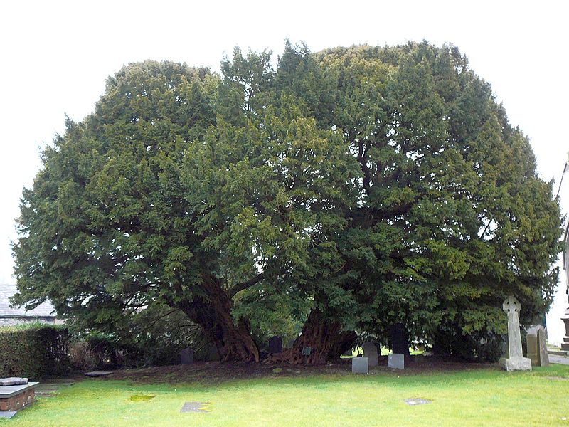 El árbol más viejo de Europa