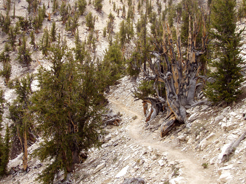 Árbol Matusalén (EE.UU.)