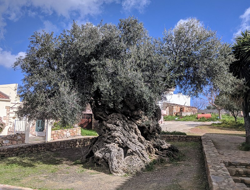Olivo de Vouver (Creta)