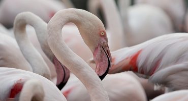 De paseo con los flamencos de la Camargue francesa