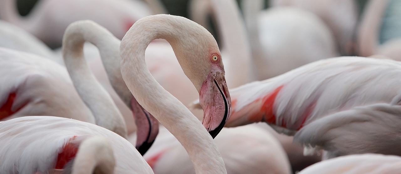 Flamencos