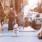 ciudades pet friendly 150x150