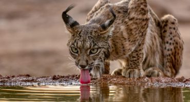 Animales que sólo hay en España (y dónde ir para verlos)