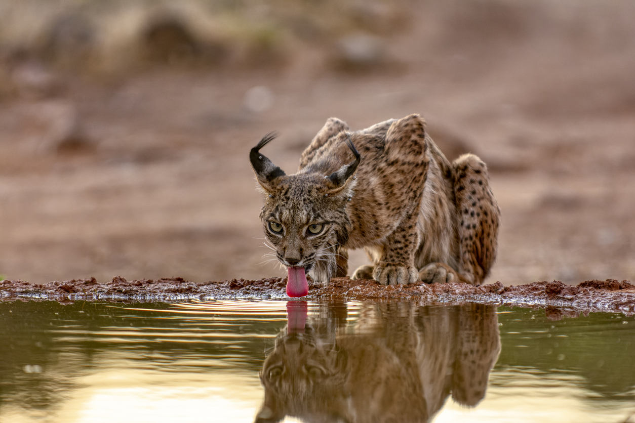 Lince ibérico bebiendo