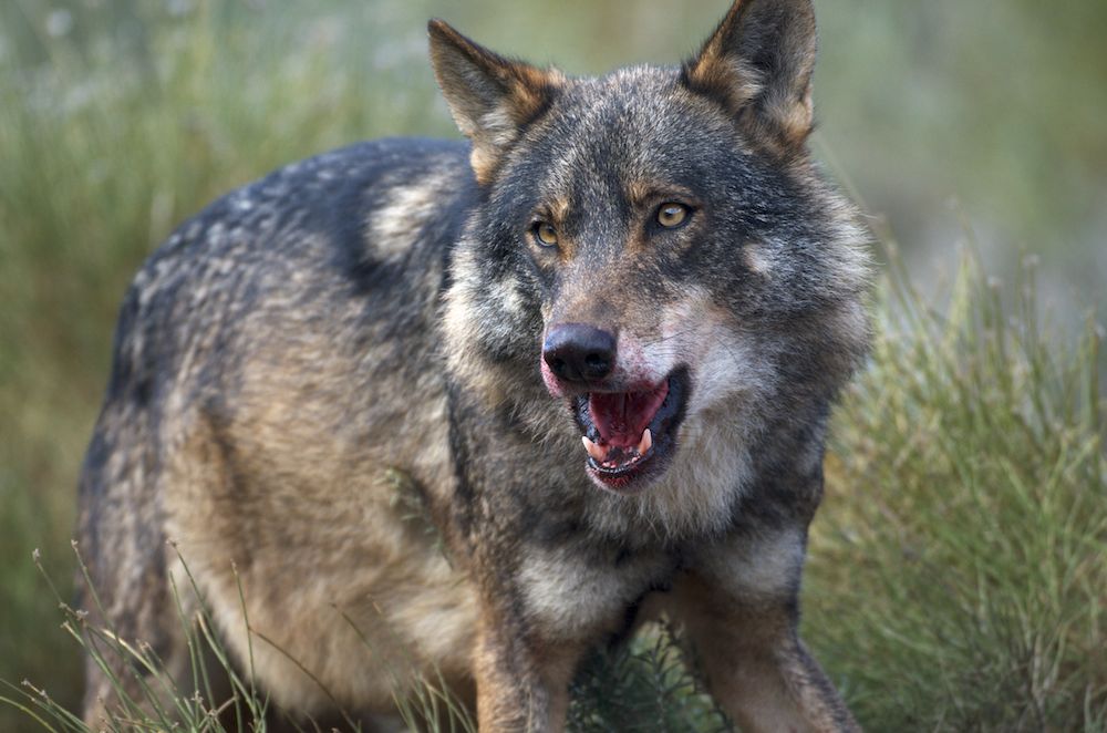 Lobo ibérico