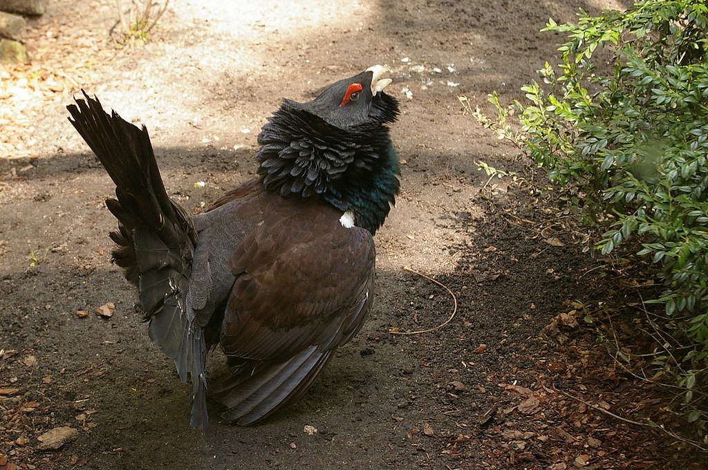 Urogallo cantábrico
