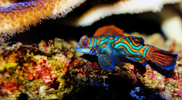 Fauna marina de Filipinas