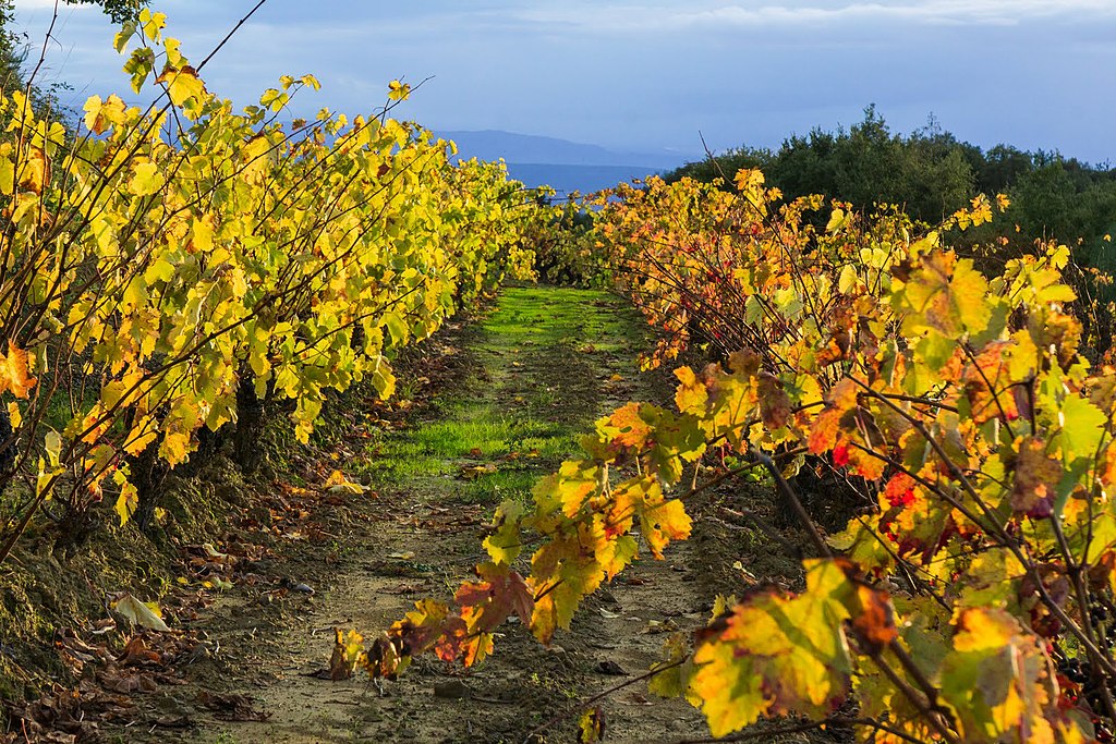 Viñas de La Rioja Alavesa