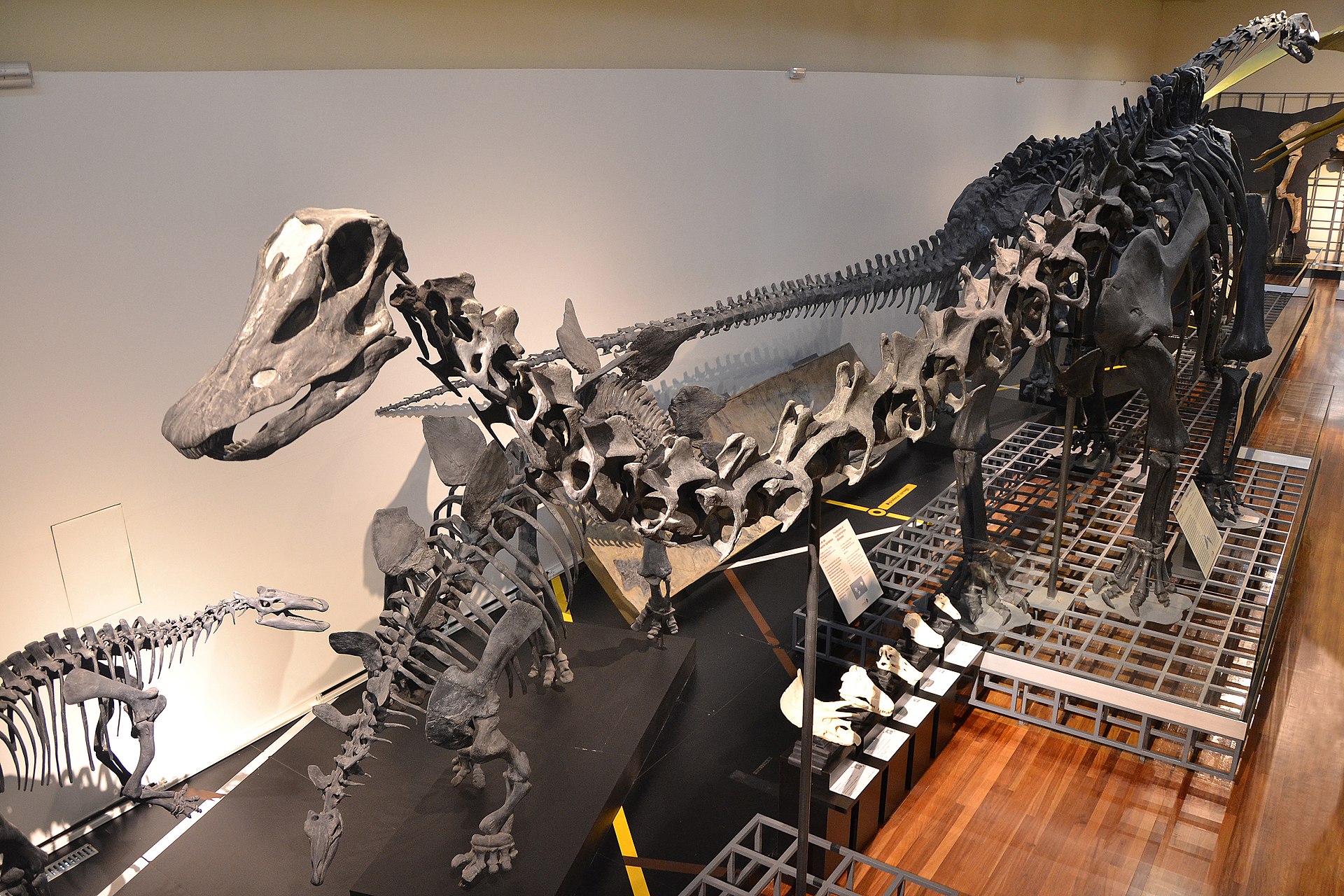Esqueleto de dinosaurio en el Museo de Ciencias Naturales de Madrid