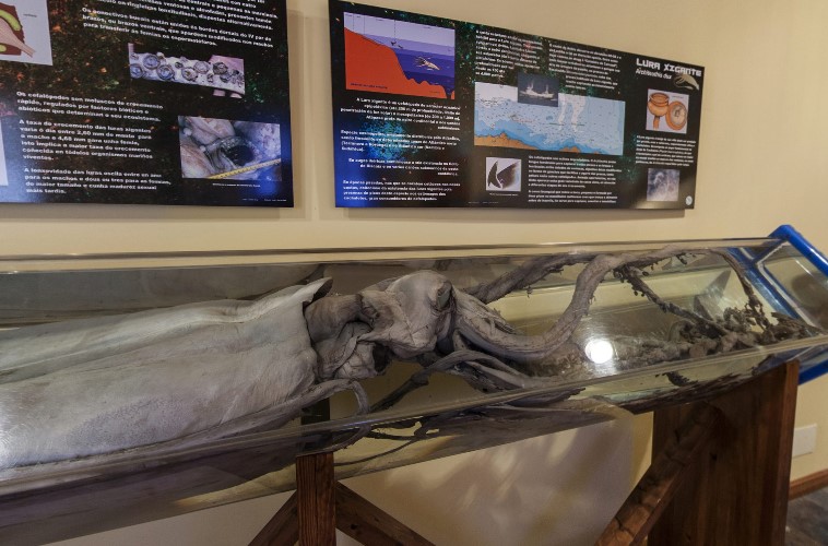 Museo de Historia Natural de Ferrol