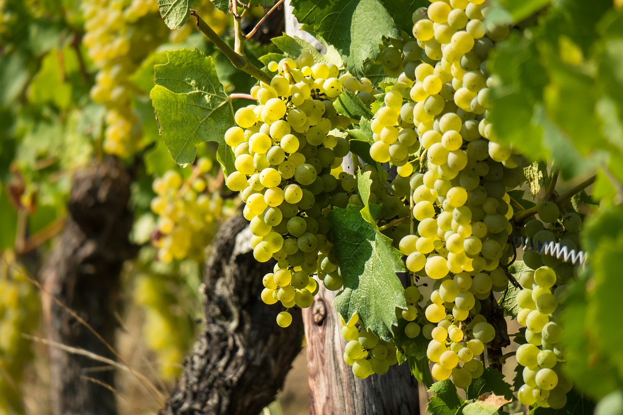 Uva blanca