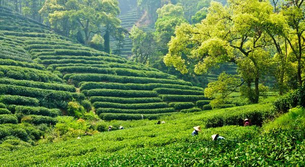 Campos de té en China