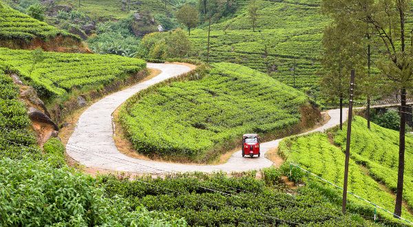 Ruta del té en Sri Lanka