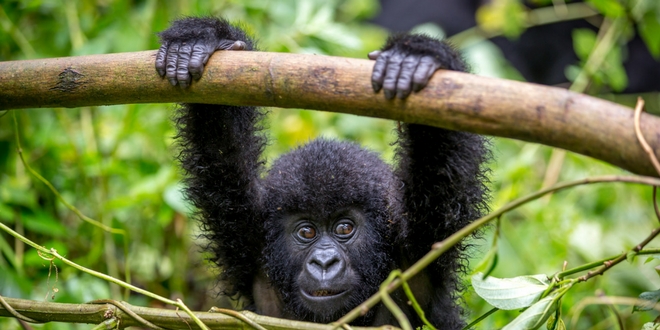 Fauna del bosque de Bwindi