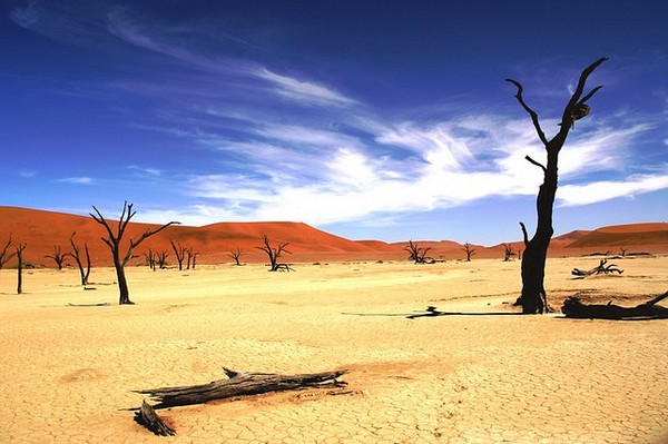 Paisaje en el bosque de Deadvlei