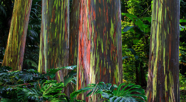 Bosque de eucaliptos
