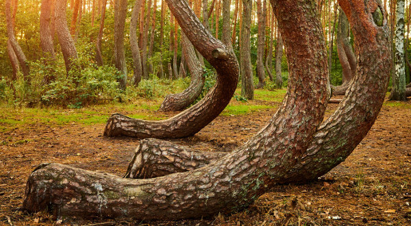 Árboles curvados del bosque de Gryfino, en Polonia