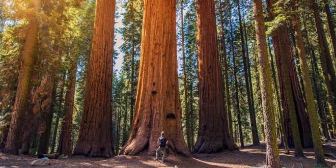 Bosque de secuoyas en Estados Unidos