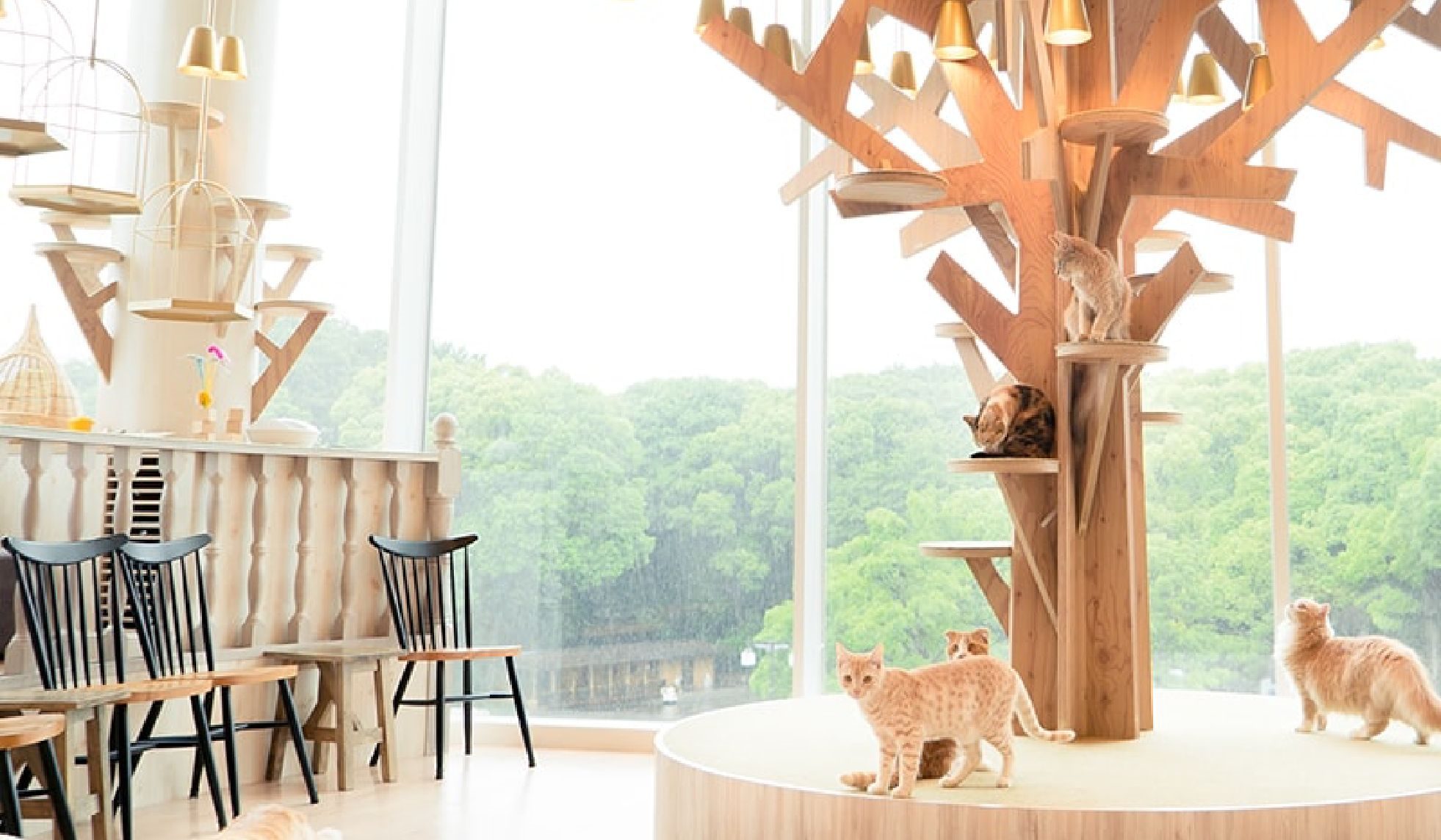Cafe Neko MOCHA en Tokio