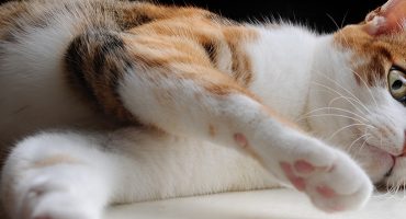 Las mejores cafeterías de gatos del mundo