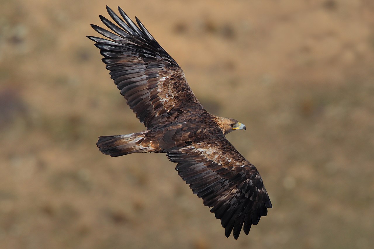 Águila real volando