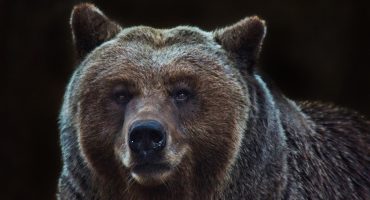 Los animales de Europa más impresionantes y dónde verlos