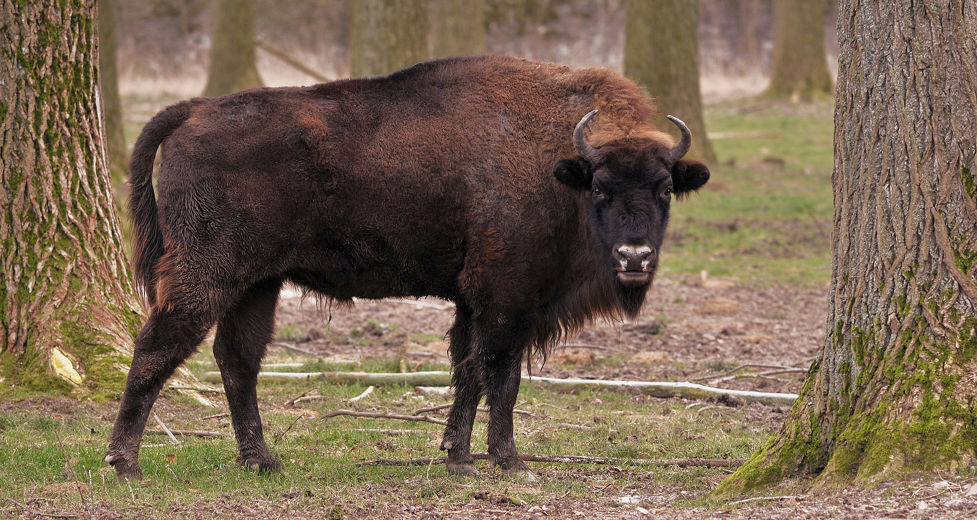 Bisonte europeo
